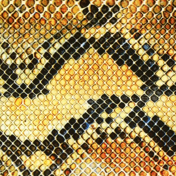 AMAZING SNAKEHEADS – AMPHETAMINE BALLADS